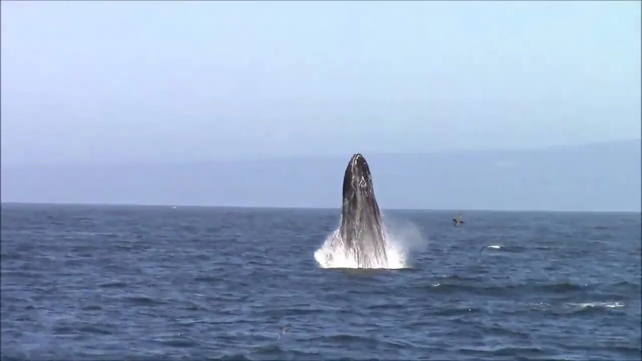 Monterey Bay Whale Watching Capital of the World™-7