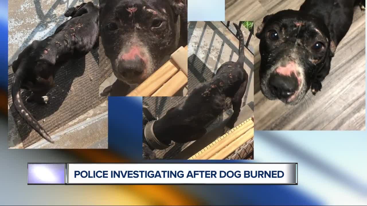 Rescued dog getting treated for injuries, may have been tortured with cigarettes or fireworks