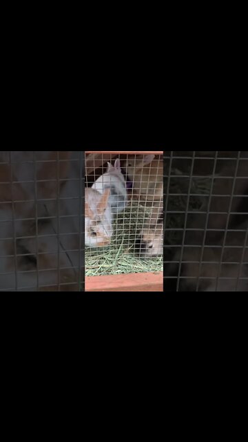 baby bunnies #hedgehogshomestead