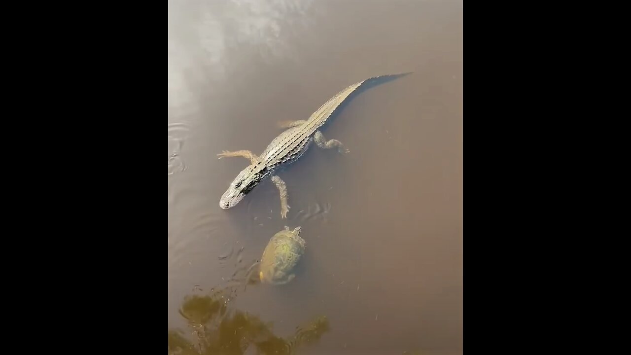 Aligator and turtle high five