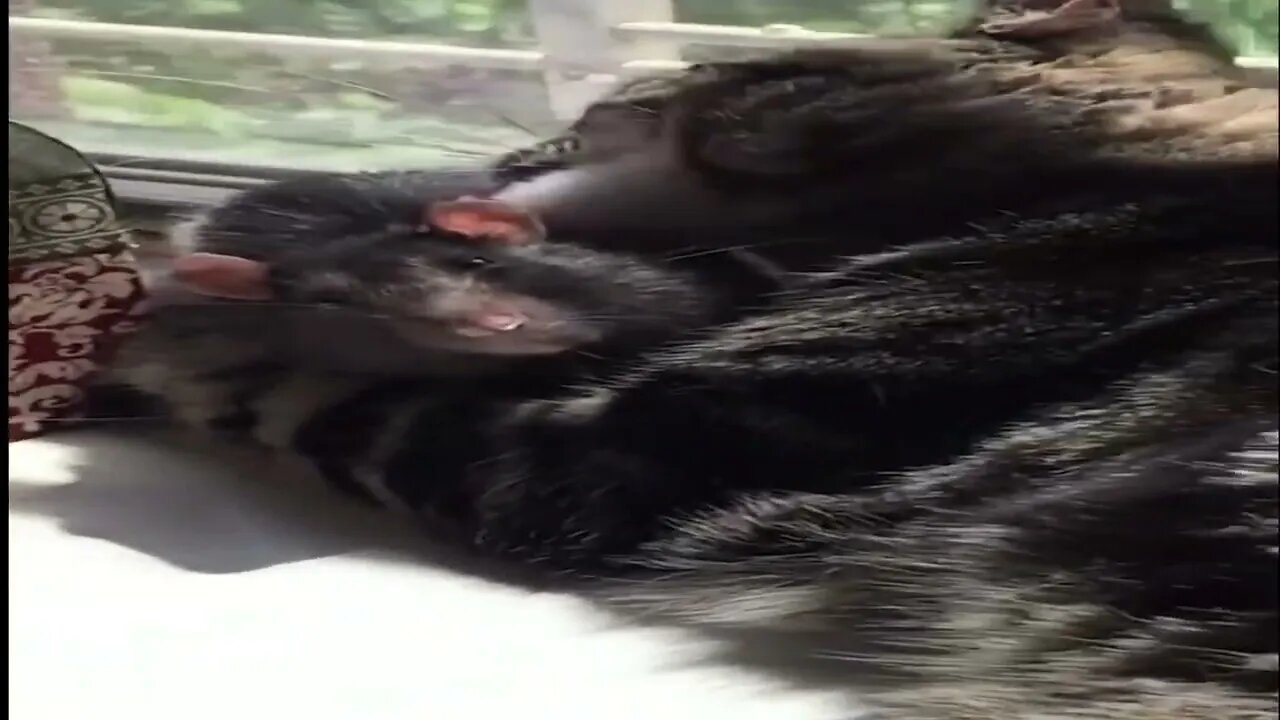 CAT AND RAT LOVE EACH OTHER SO MUCH