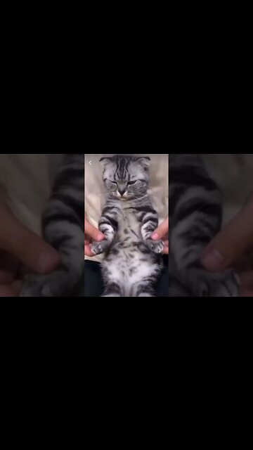 Break 😻 DANCING Cat 😻