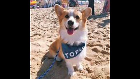 Tofu the Corgi