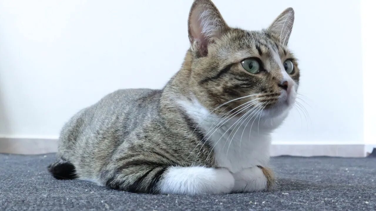 Cat Loaf Calmly Guards the Washing Machine