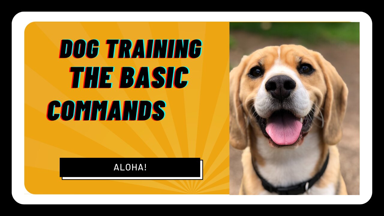 DOG TRAINING THE BASIC COMMAND.