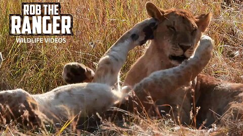 Young Lions Play As The Pride Sleeps | Lalashe Maasai Mara Safari