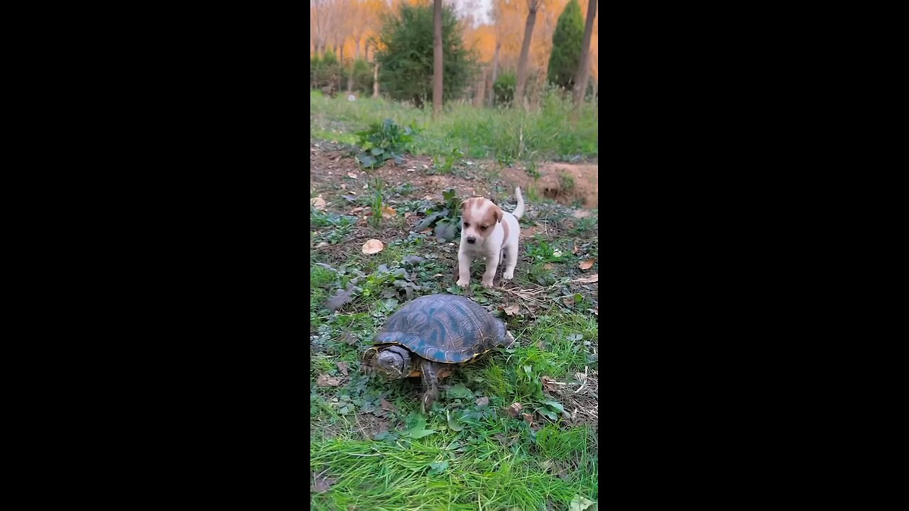 Dog riding turtle funny video