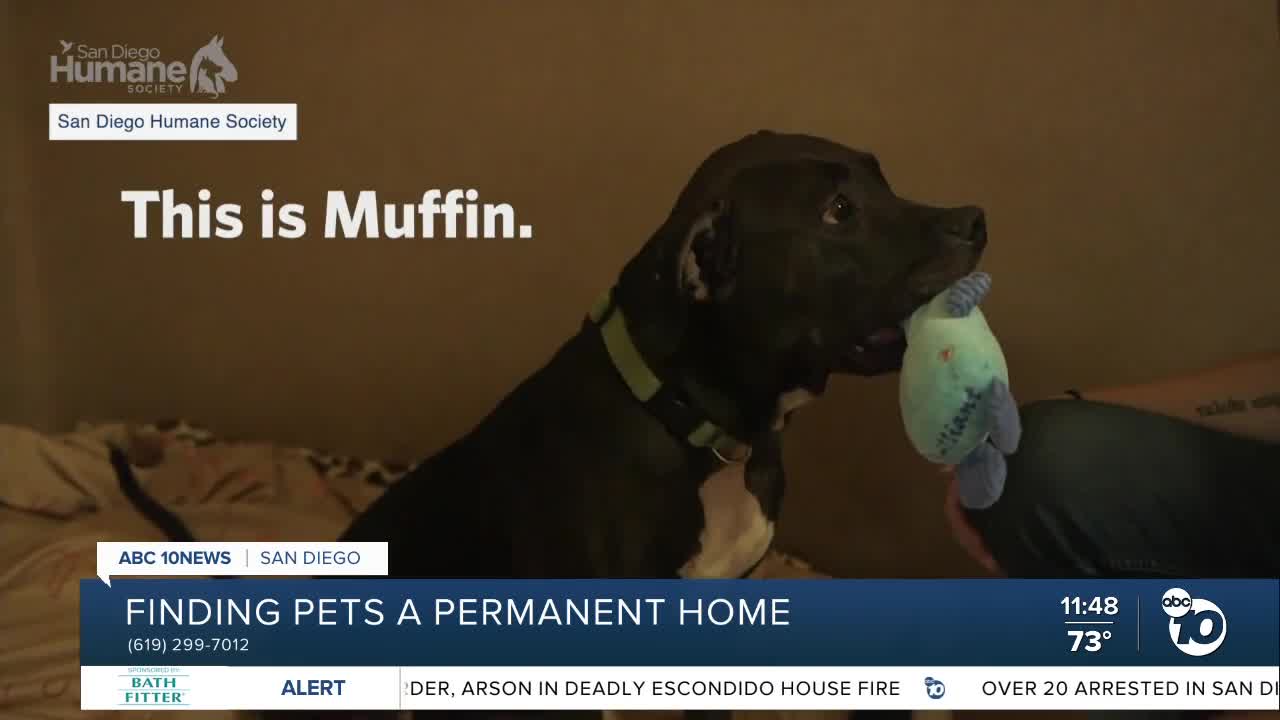 Pet of the Week: Muffin