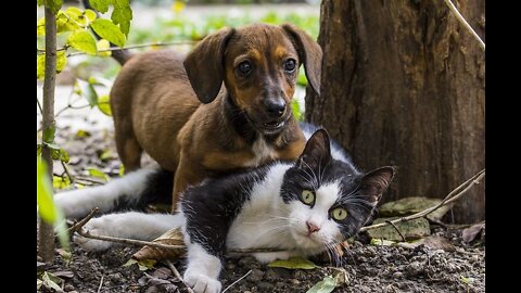 🐈 Cats & Dogs – TOP 10 Most Dog-Friendly Cat Breeds!