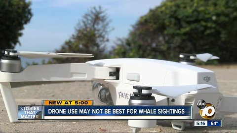 Drone use could startle whales during sightings