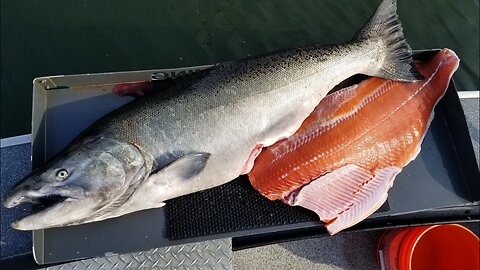 Let's talk TULES! River Fall Chinook Fishing Guidlines With Casey Kelly and Blair Johnson