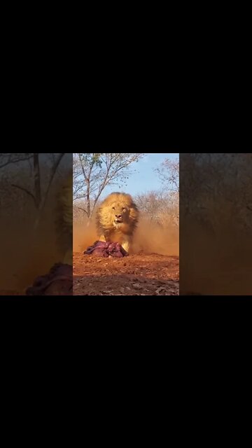 lion 😱 #shorts #lion #lionsound #lionhunting #lionhunt