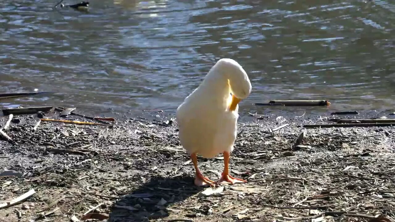 Duck cleaning!