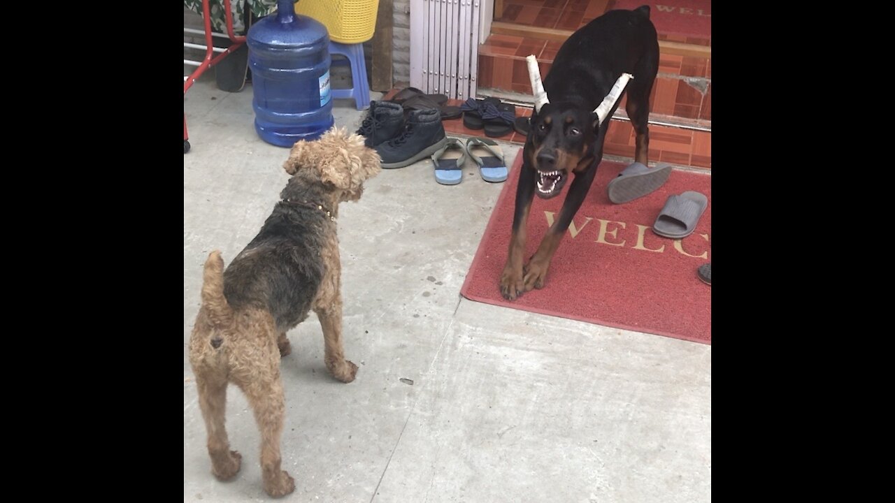 Welsh Terrier versus Doberman