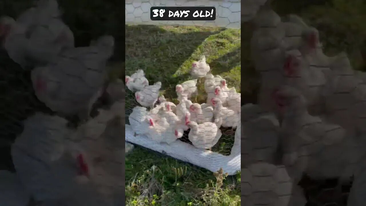 Follow the leader! #chicken #chicks #farming #chickenvideo #homestead #chickentractor #shorts