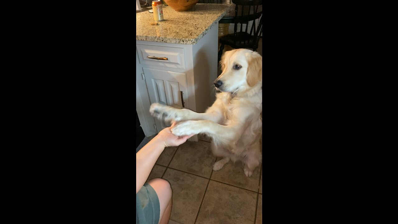 Very cute pup learning new tricks!