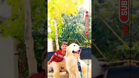 Bumpy Ride (feat. Ghost) by Mohombi #goldenretriever #ytshorts #shorts #viral #short