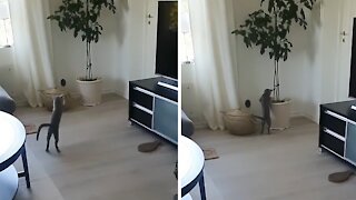 Hyper Little Kitten Hops Like A Kangaroo