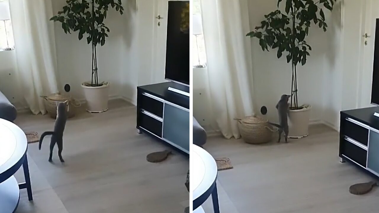 Hyper Little Kitten Hops Like A Kangaroo
