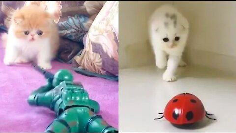 #Cute And Funny Pets _ Try Not To Laugh To These Pets Compilation _7-- Cutest Lands