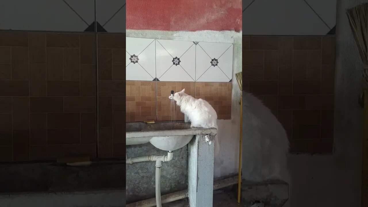 SÓ BEBE ÁGUA ASSIM.NÃO 🇧🇷