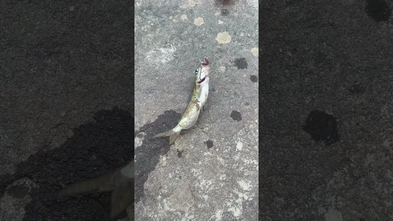 First fish of the day! Channel catfish! #fishing #outdoors #nature