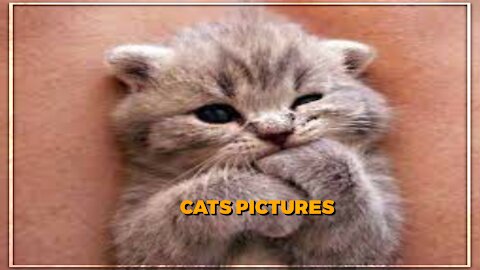 CATS PICTURES