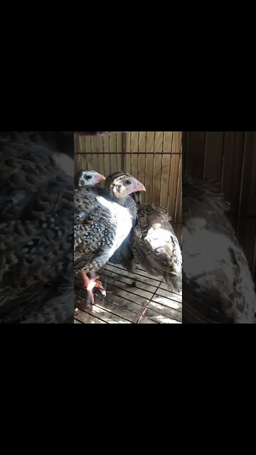 Guinea fowl keets Day 2- 5 weeks old