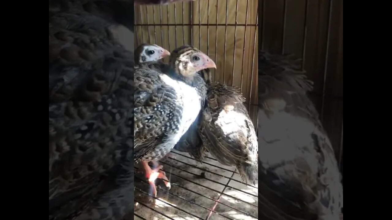 Guinea fowl keets Day 2- 5 weeks old