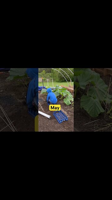 Giant Pumpkin Amazing Fast #giantpumpkin #pumpkins #garden