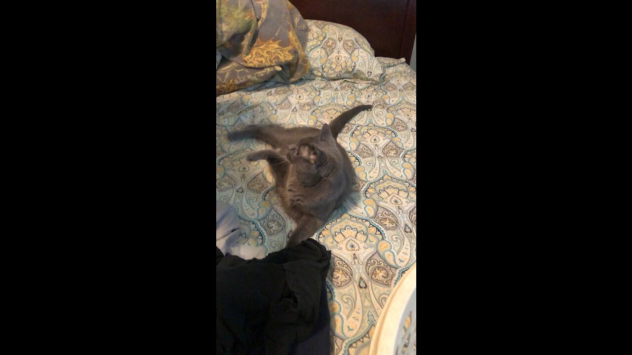 Don’t take the basket from laundry cat Squish !