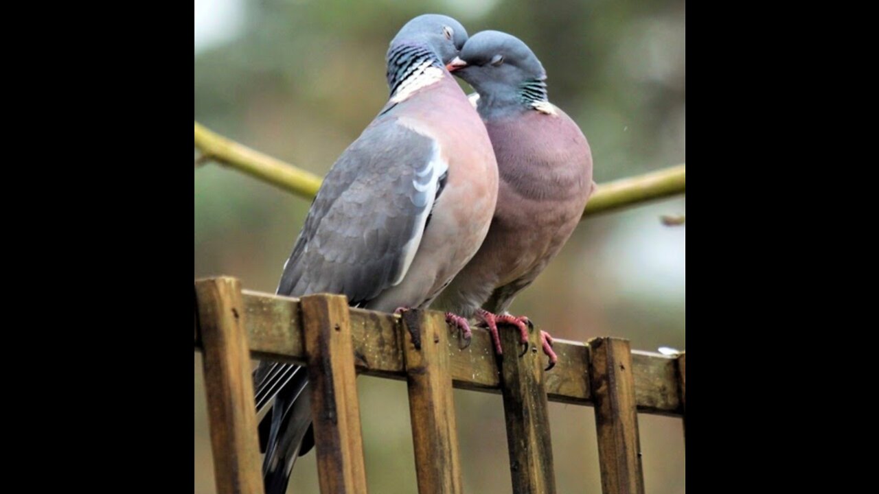 romantic pigeon