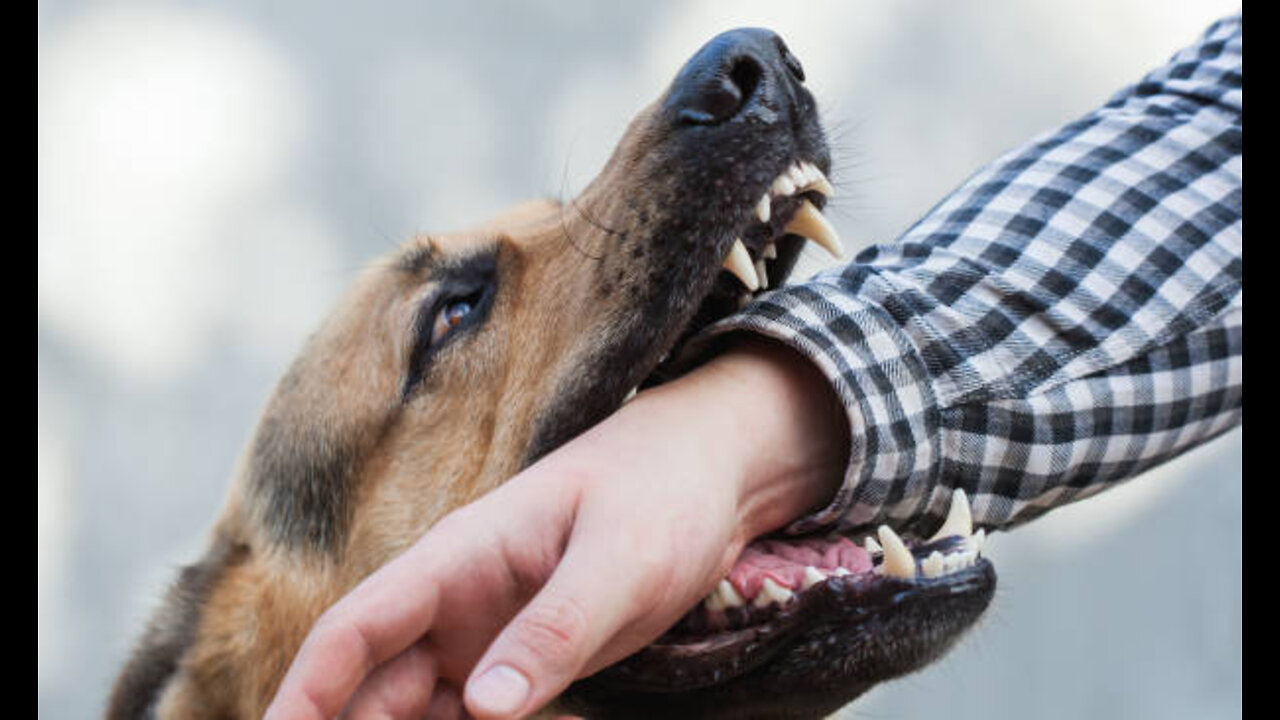 How To Make Your Dog Become Fully Aggressive With Few Simple Tips