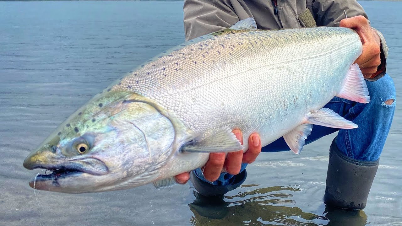 Sockeye, Steelhead, Chinook Plunking LIVE!