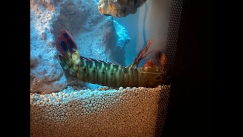 IS My GIANT PET MANTIS SHRIMP DEAD!? What Happened????