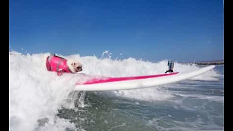 Ecco Gidget, il cane surfista!