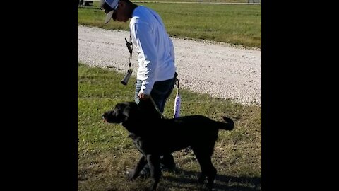 Slugger (5 mo) short triple retrieve