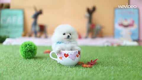 Cutest Dog In The World | Tea Cup Pomeranian Dog | Baby Pomeranian |