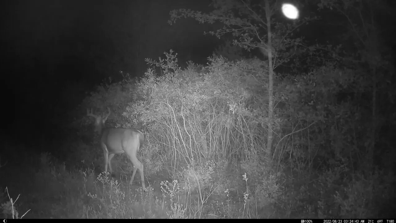 Aug 23 trailcam, 8 point buck