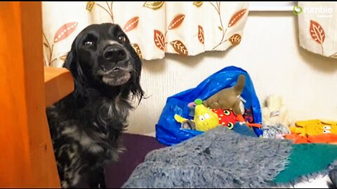 Dog Finds Cat In Her Bed, Throws Epic Temper Tantrum