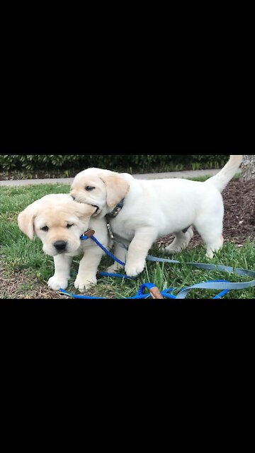 Funniest & Cutest Labrador Puppies #2 - Funny Puppy Videos 2022