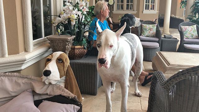 Great Danes Enjoy Watching a Thunderstorm