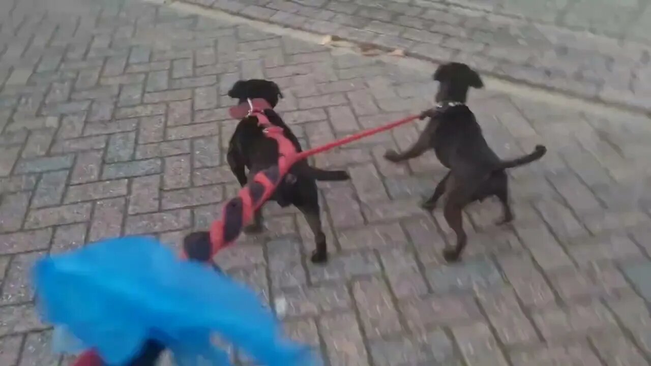 DOGWALKER maintaining STANDARDS of living Vs Consuming less. Hardship and character energy prices