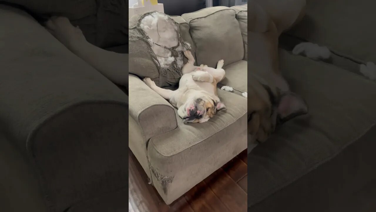 He Loves That Couch 😂 #dogsofyoutube #englishbulldog