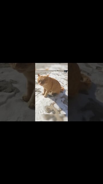 наши милые котики (1)