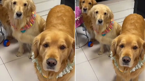 Golden retriever puppy gives food to Funny cat and dogs