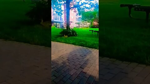 Bunnies in the hood.