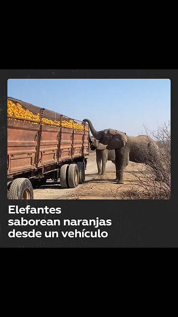 Elefantes ‘roban’ naranjas de camión roto