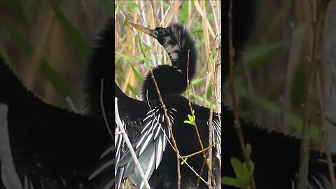 Anhinga Bird Enjoying the Sun #shorts #short