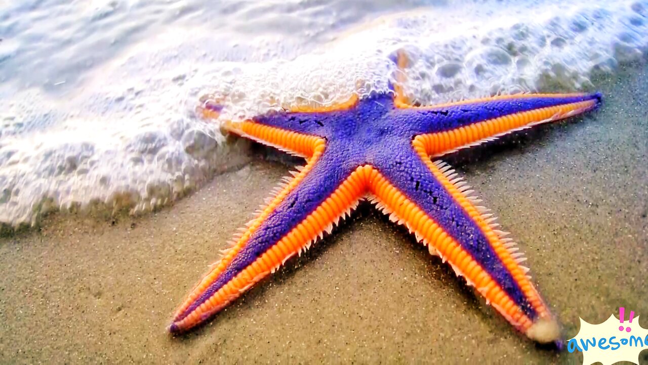 WATCH Capturing Royal Starfish with Unique Color